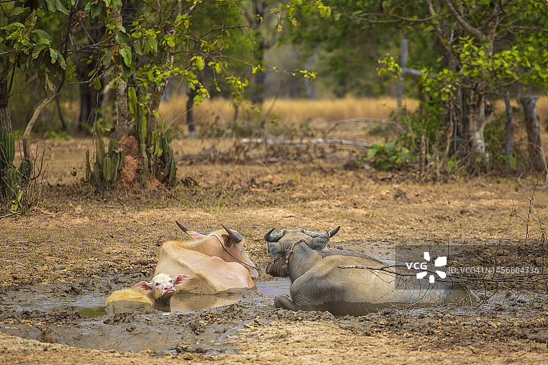在占巴塞省（老挝）泥浴中的三头水牛图片素材