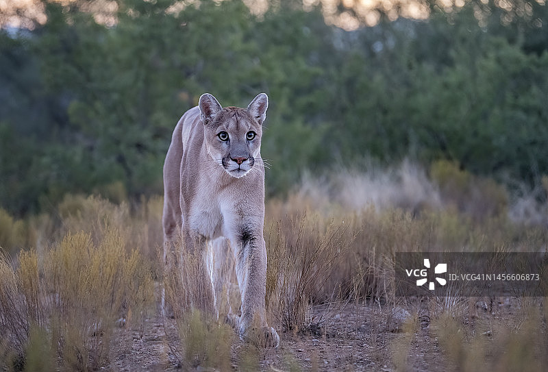 美国亚利桑那州获救的美洲狮图片素材