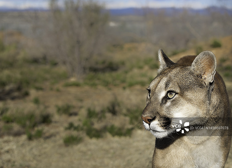 美国亚利桑那州获救的美洲狮图片素材