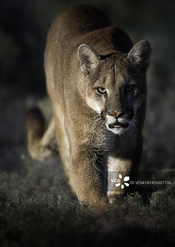 美国亚利桑那州获救的美洲狮图片素材