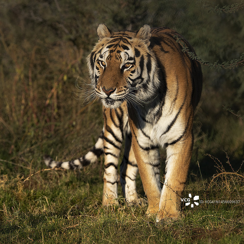 橙色孟加拉虎图片素材