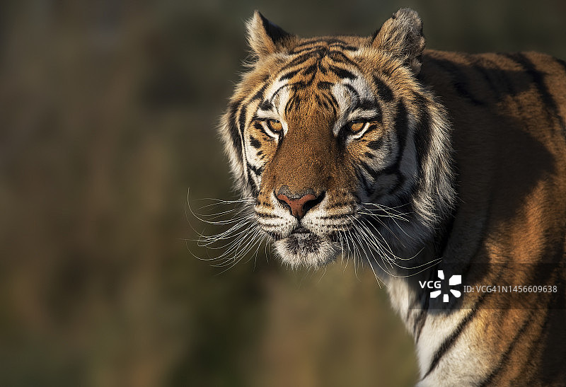 橙色孟加拉虎图片素材