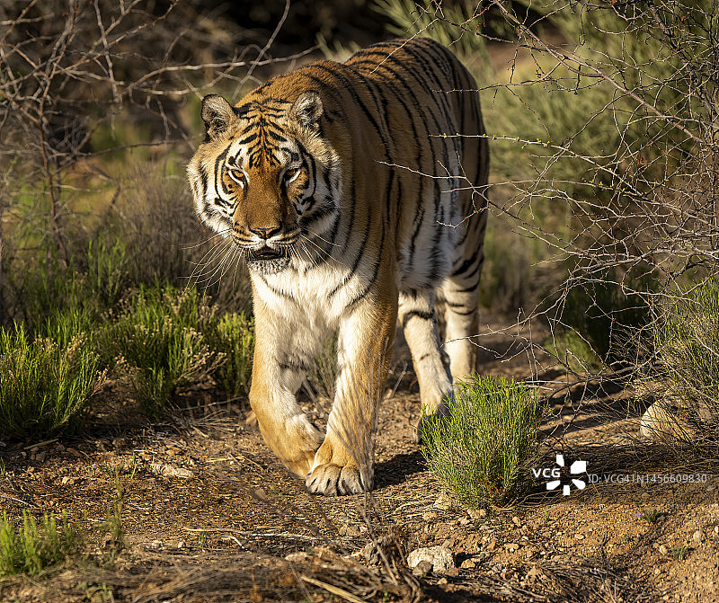 橙色孟加拉虎图片素材