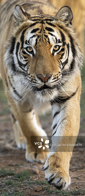 橙色孟加拉虎图片素材