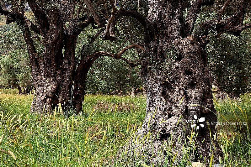 克里特岛的粗壮古老橄榄树：树干和橄榄木图片素材