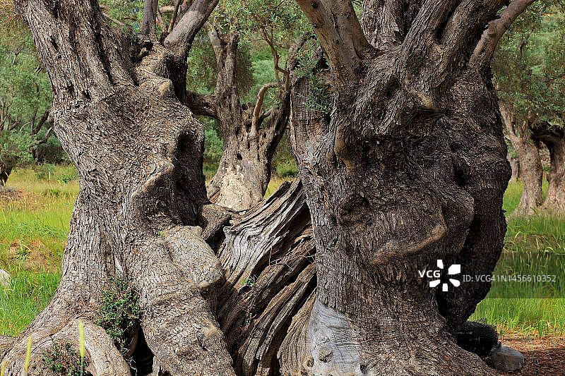 希腊克里特岛老橄榄树的树干图片素材