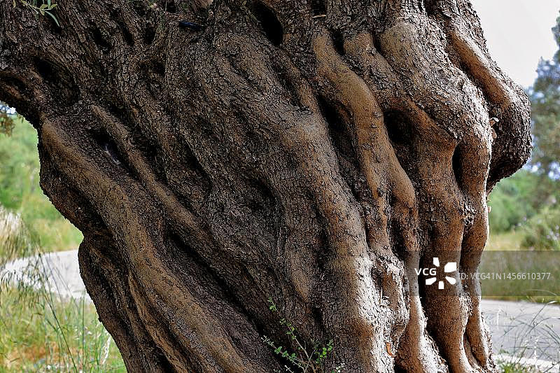 希腊克里特岛老橄榄树的树干图片素材