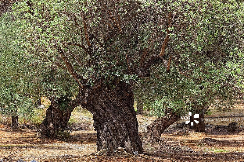 希腊克里特岛的古老橄榄树图片素材