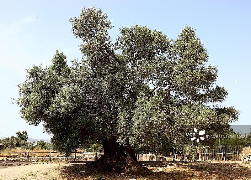 单棵橄榄树，希腊克里特岛图片素材