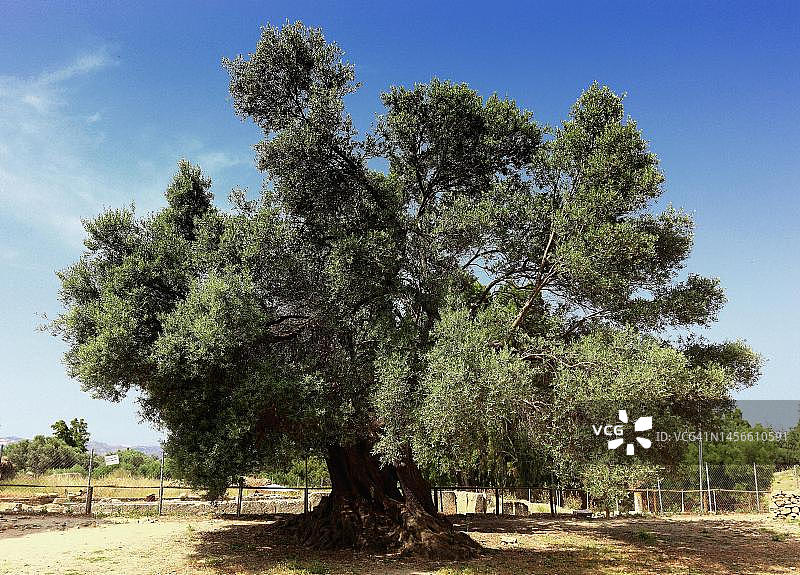 单棵橄榄树，克里特岛，希腊图片素材