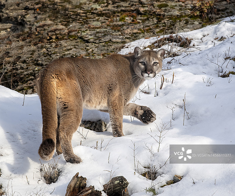 美国西部的山狮图片素材