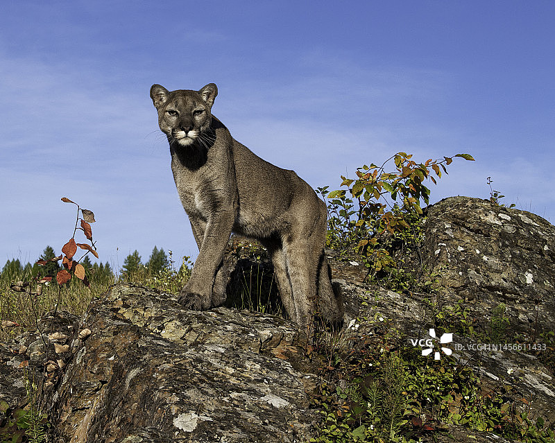 美国西部的山狮图片素材