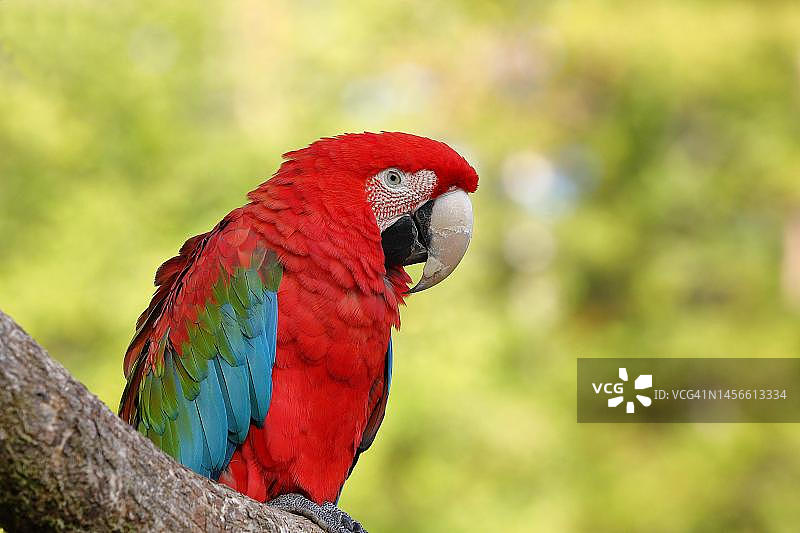 栖息在德国黑森州树枝上的红绿金刚鹦鹉图片素材