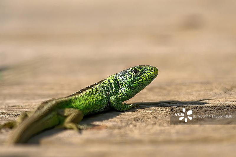 德国黑森州的雄性沙蜥图片素材