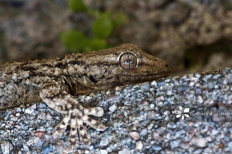 岩壁上的欧洲壁虎，西西里岛，意大利图片素材