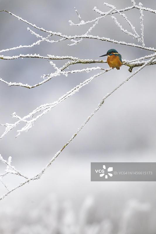 冬季的普通翠鸟，德国黑森州Guxhagen图片素材