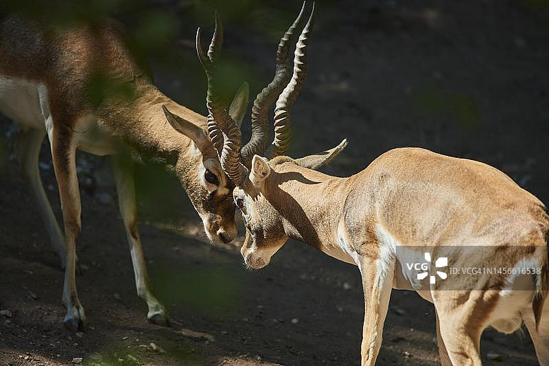 两只汤氏瞪羚在德国巴伐利亚战斗图片素材