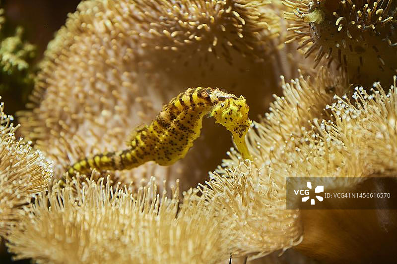 巴伐利亚水族馆里的海马图片素材