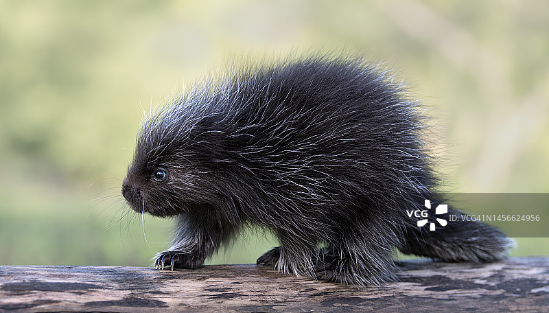 小豪猪图片素材