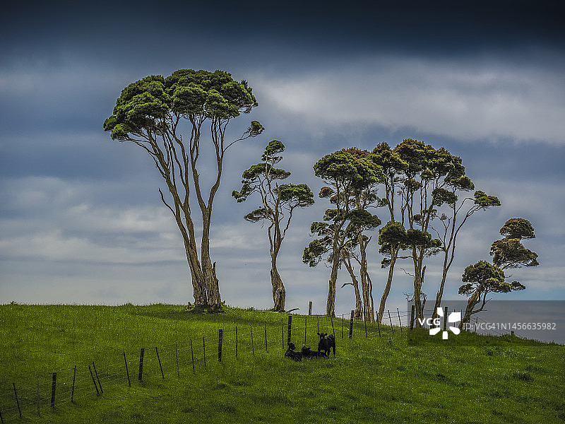 澳洲塔斯马尼亚金岛的白千层树和乡村风光图片素材