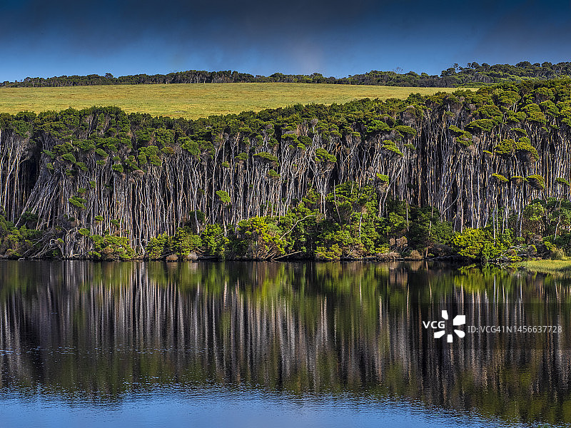 惊喜湾千层树倒影，塔斯马尼亚澳大利亚图片素材