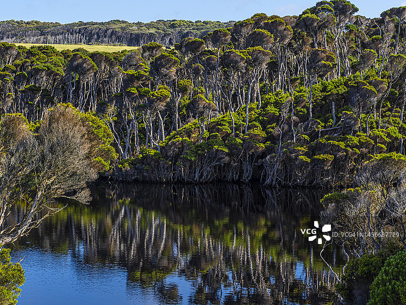 惊喜湾千层树倒影，塔斯马尼亚澳大利亚图片素材
