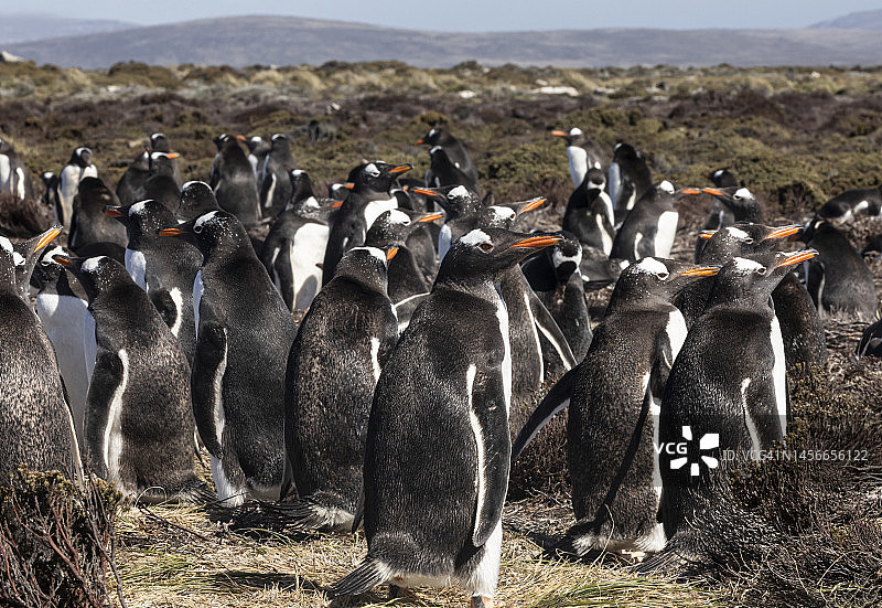 福克兰群岛卵石岛上的巴布亚企鹅图片素材