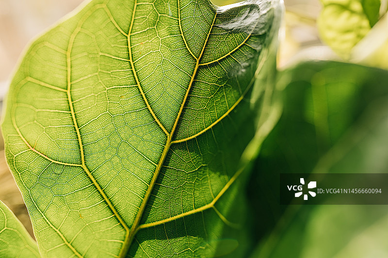 绿叶琴叶榕：热门观赏性热带室内植物图片素材