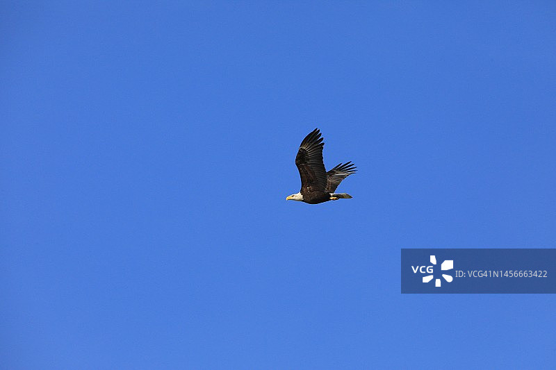 飞行中的秃鹰（白头海雕）图片素材
