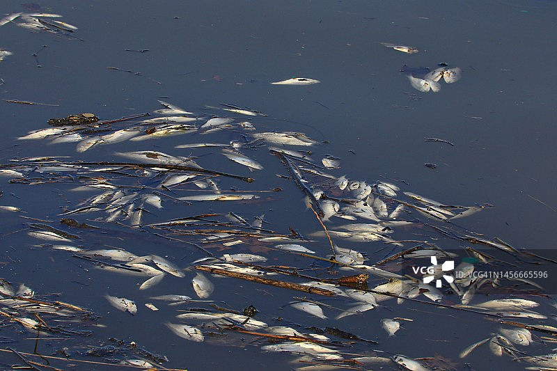 死鱼环境问题图片素材