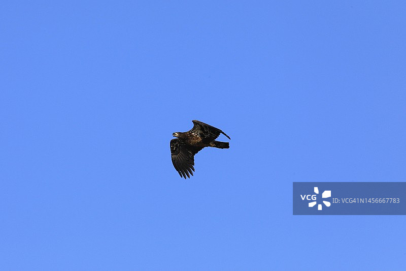飞行中的秃鹰 - 刚长出羽毛的幼鸟图片素材