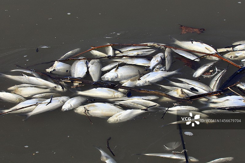 漂浮在水面上的死鱼图片素材