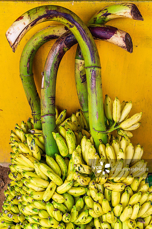 香蕉树枝图片素材