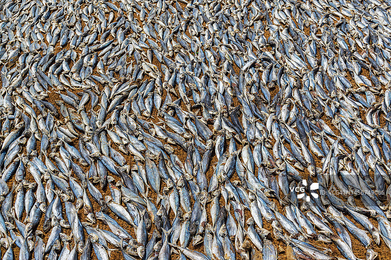 阳光下晒鱼图片素材