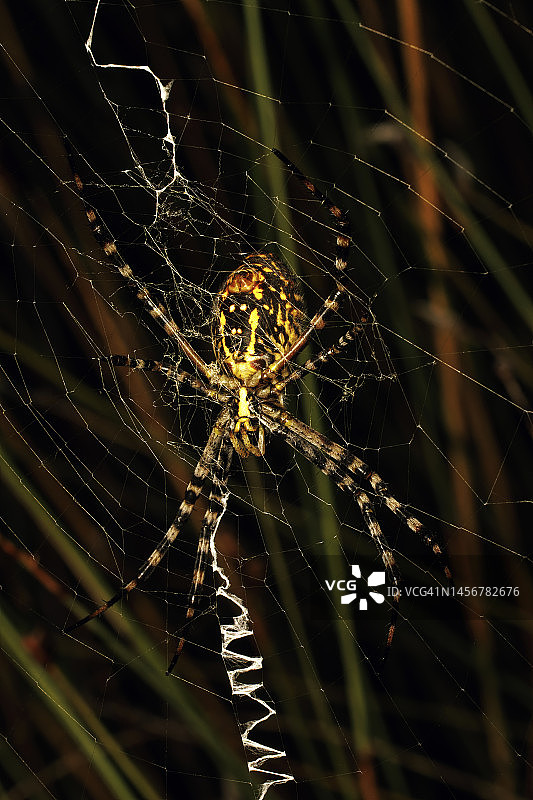 三斑 Argiope trifasciata图片素材