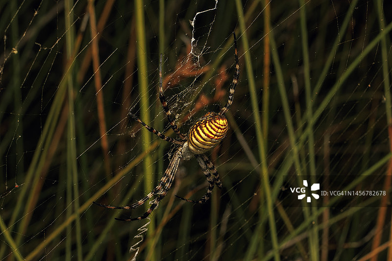三斑 Argiope trifasciata图片素材