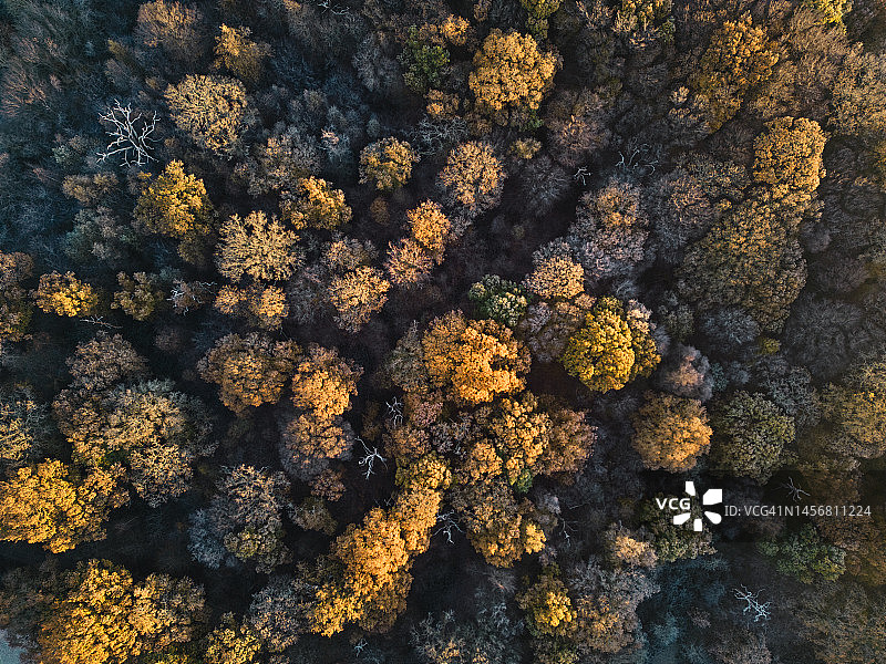秋叶森林航拍景观图片素材
