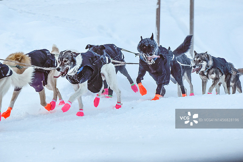 雪橇犬队 - 阿拉斯加雪橇犬图片素材