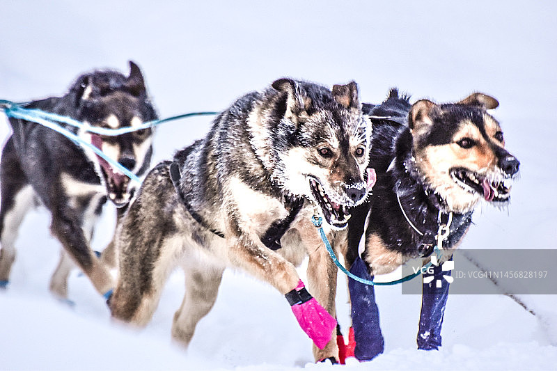 阿拉斯加狗拉雪橇队 - 决心获胜图片素材
