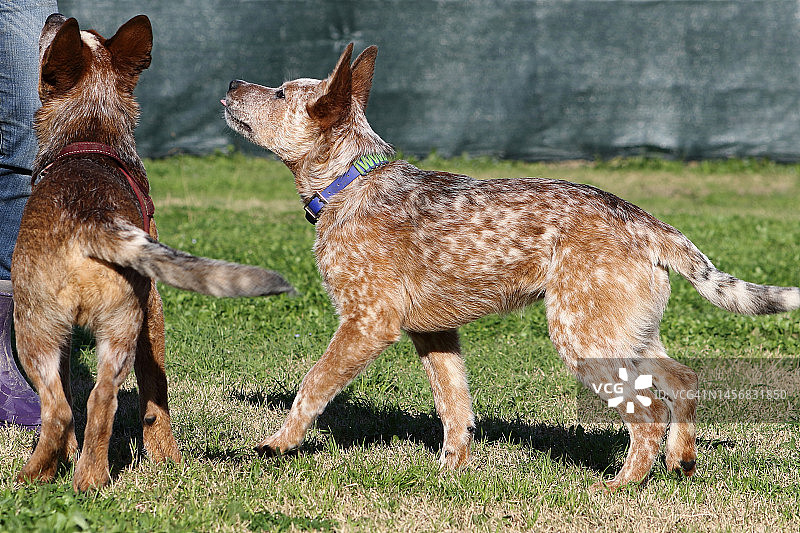 工作中澳大利亚牧牛犬幼犬图片素材