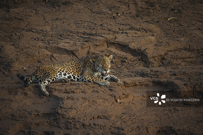 坦博帕塔国家保护区的野生动物图片素材