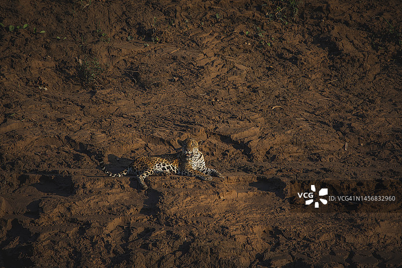 坦博帕塔国家保护区的野生动物图片素材