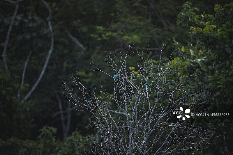 坦博帕塔国家保护区的野生动物图片素材