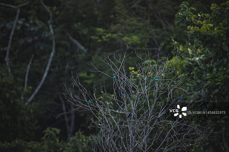 坦博帕塔国家保护区的野生动物图片素材