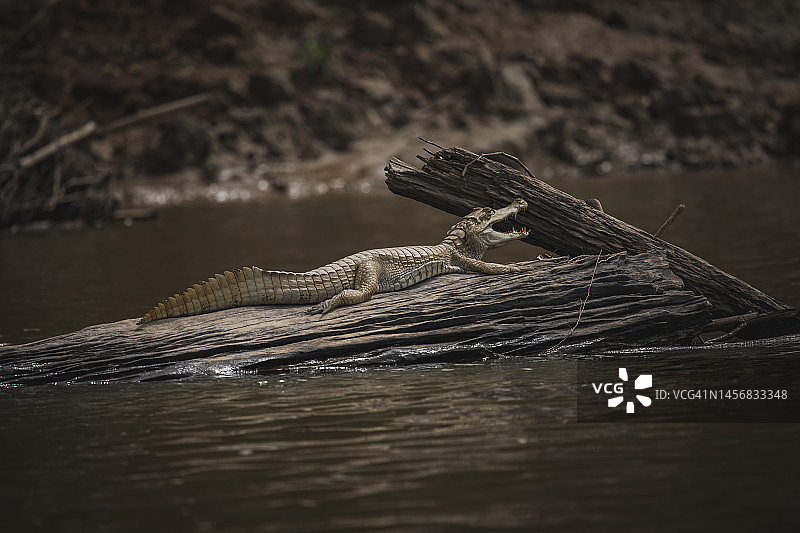 坦博帕塔国家保护区的野生动物图片素材