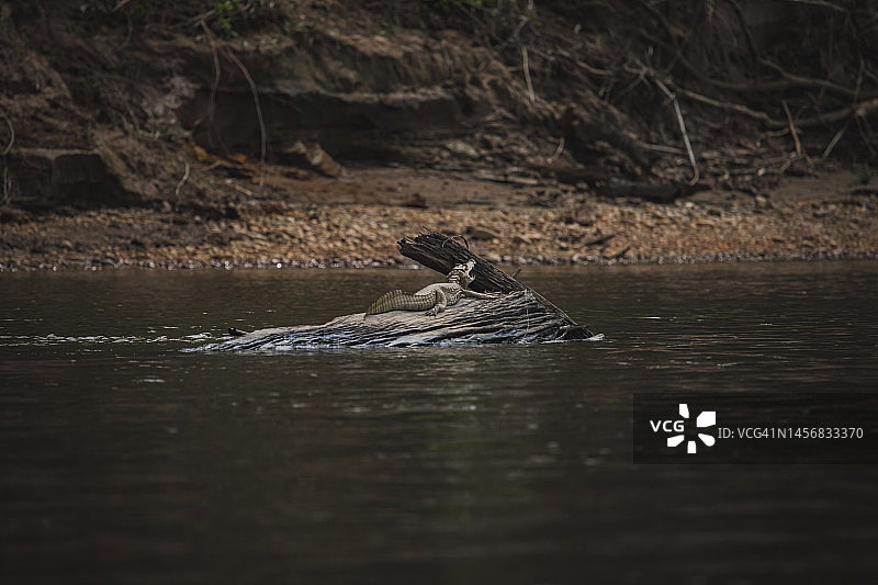 坦博帕塔国家保护区的野生动物图片素材