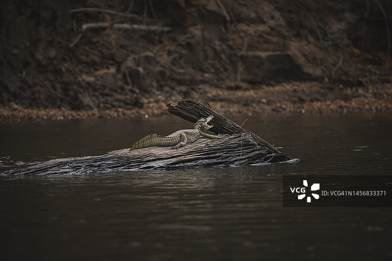坦博帕塔国家保护区的野生动物图片素材
