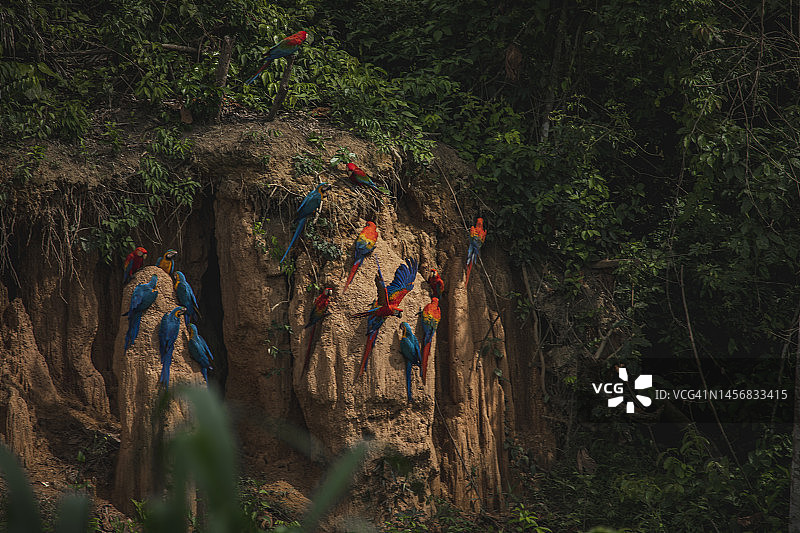 坦博帕塔国家保护区的野生动物图片素材