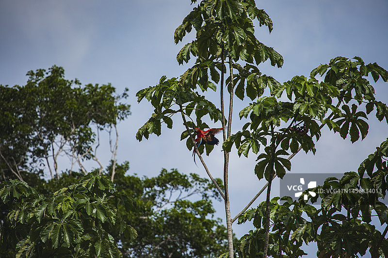 坦博帕塔国家保护区的野生动物图片素材