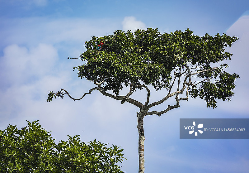 坦博帕塔国家保护区的野生动物图片素材